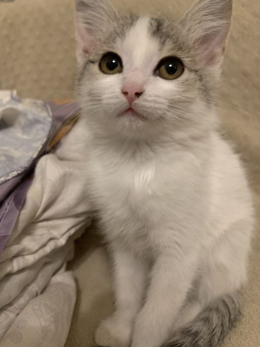 Отдам котенка даром