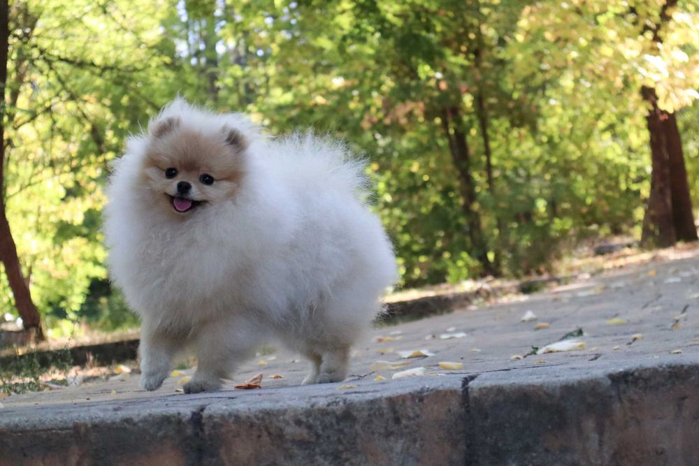 Уникално момиченце померан с родословие FCI