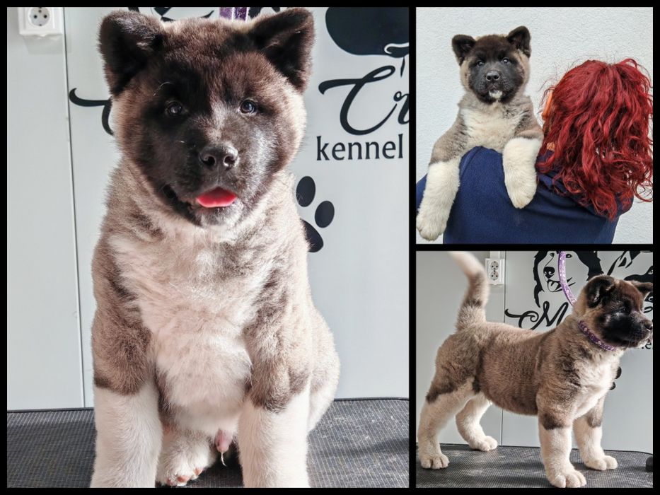 Akita American mascul de vânzare