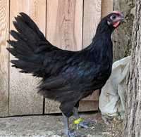 Australorp  2023