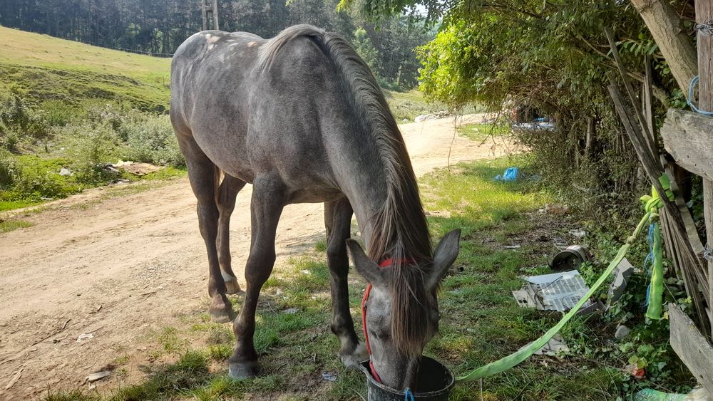 Vînd o mînză de 1 an