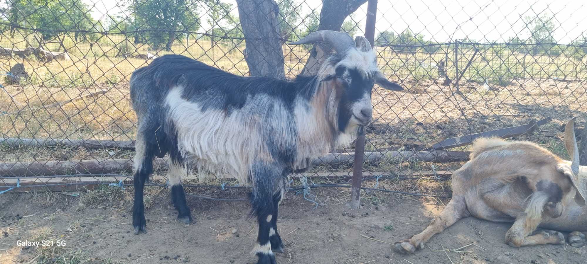 Se dau doi tapi foarte buni de monta