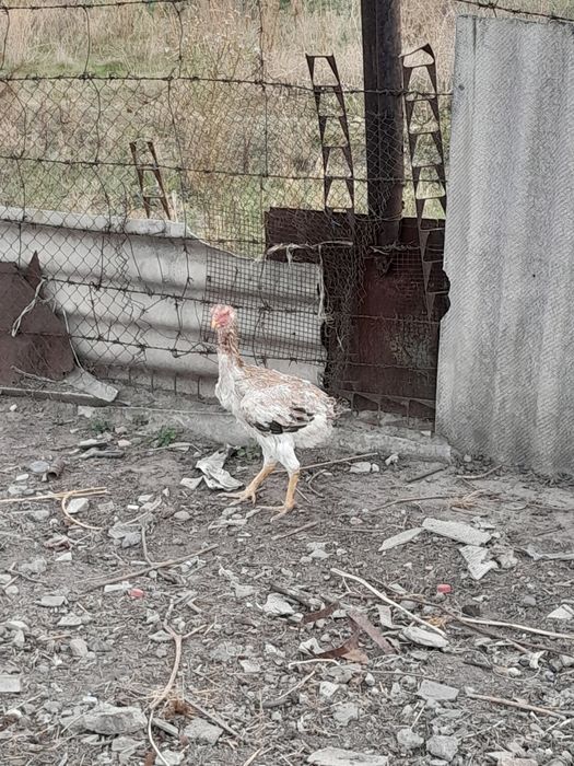 Продам дакан курицу