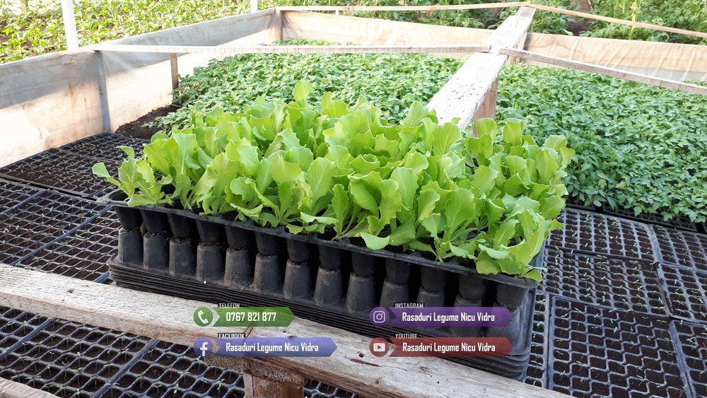 Vand rasad de salata verde si alte rasaduri de legume