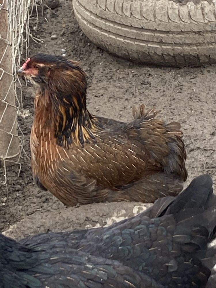 Oua araucana de la gaini tinere