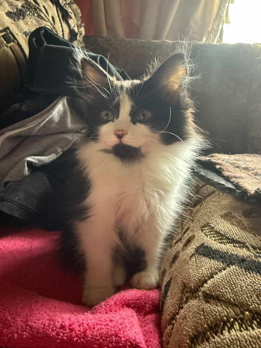 Ищет дом чудесный котёнок-девочка