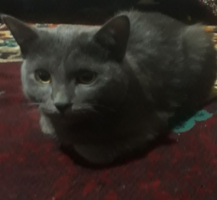 Мушук сотилади..