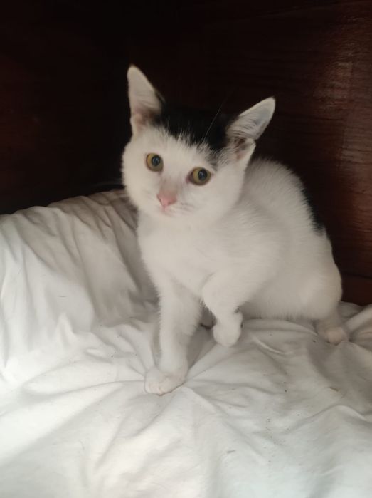 Котенок в добрые руки