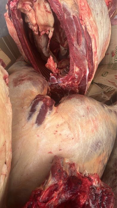 Ет мясо согым байтал тай бие жабағы тайынша сиыр