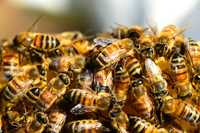 Пчелы семья/ Asalari oilasi