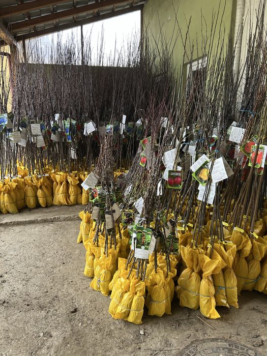 Vand pomi fructiferi ambalati