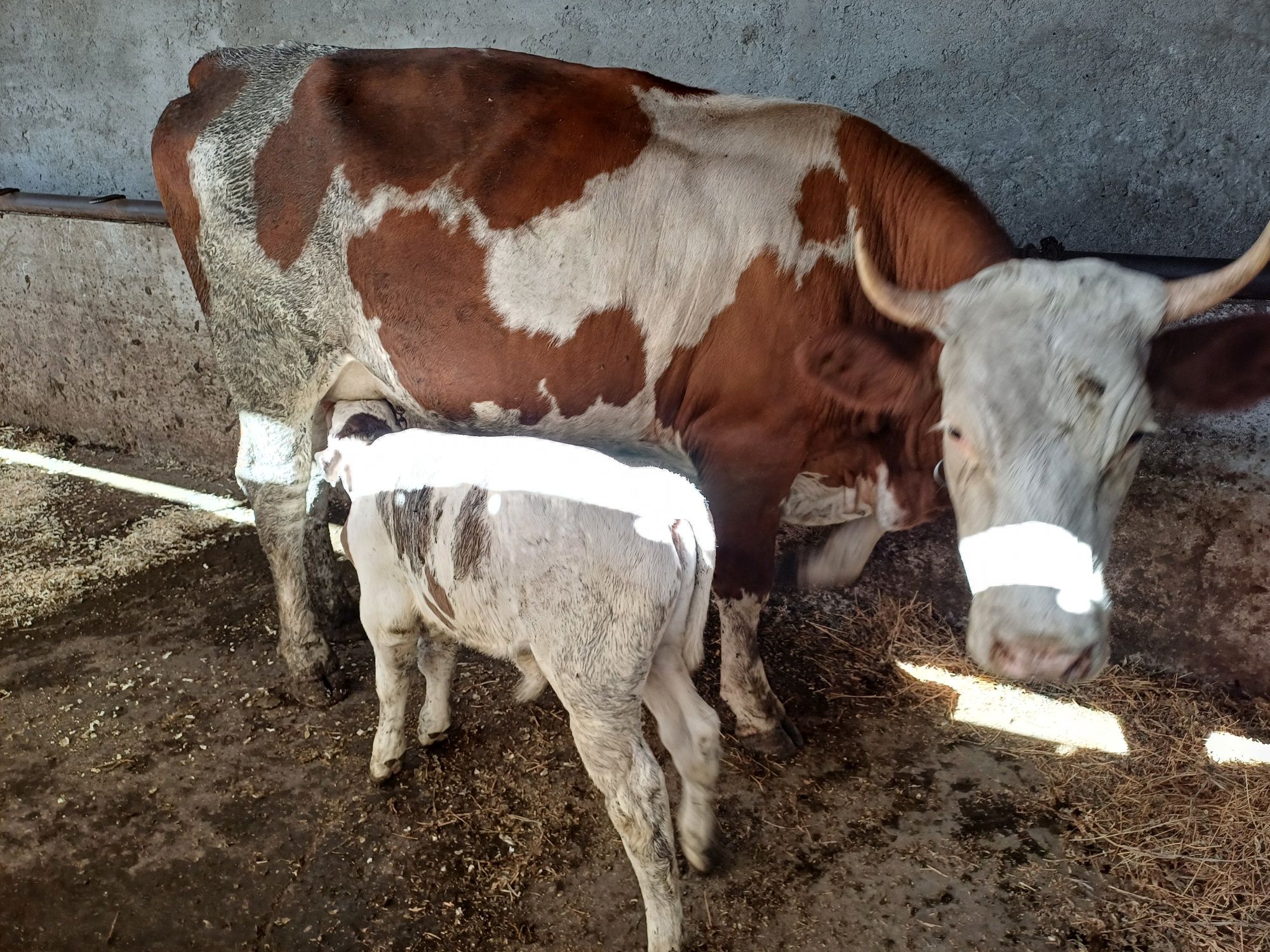 Vând vacă Preț 85 milioane negociabil