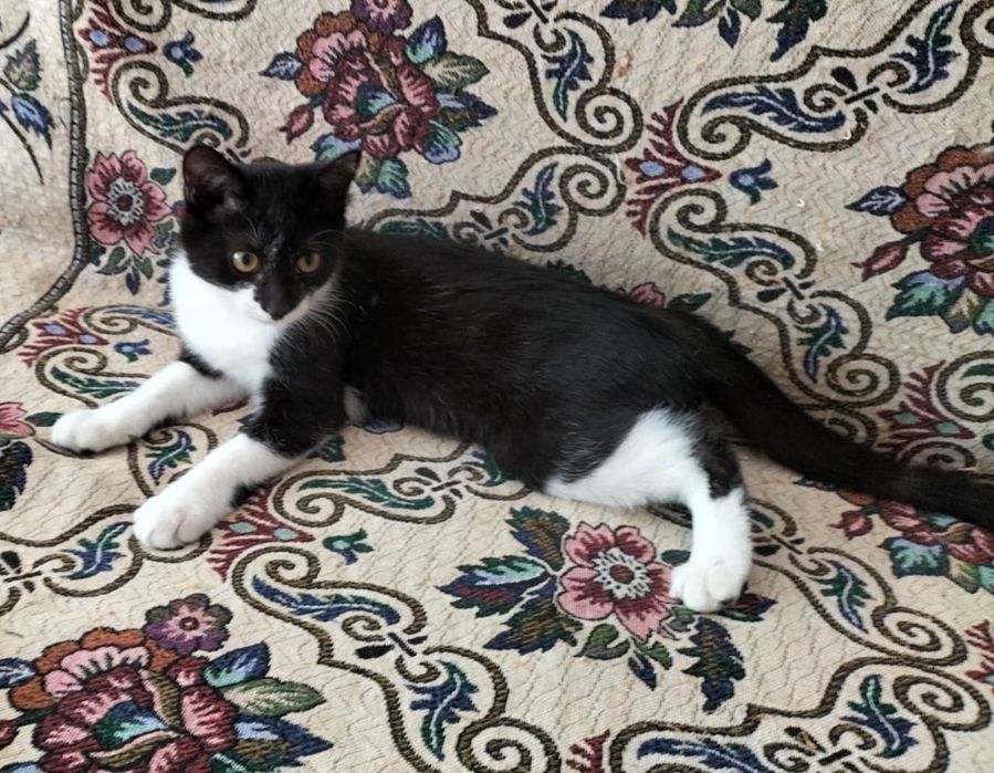 Пристраивается котенок мальчик