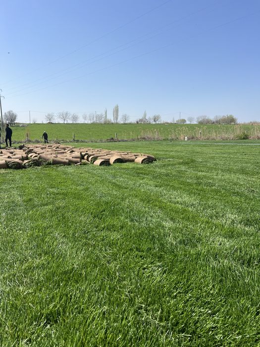 Gazon o’pto’m ranglari chotki abyomda bor