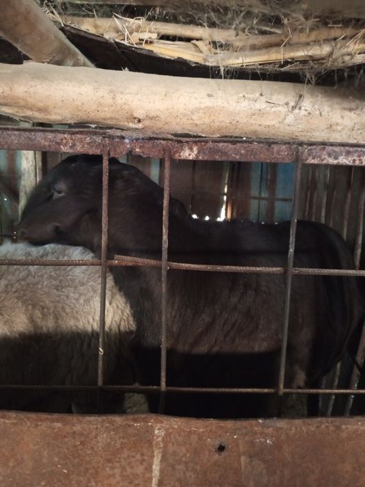 Бараны Арашан Эдилбай