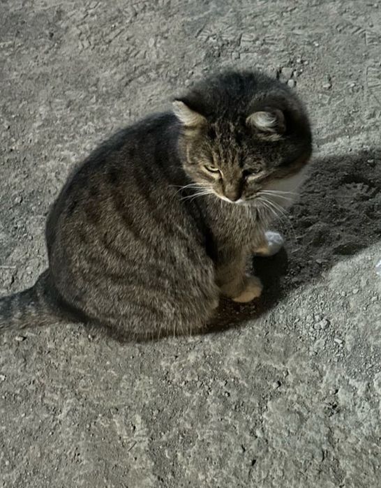 Ищем кота которого увезли 18 октября