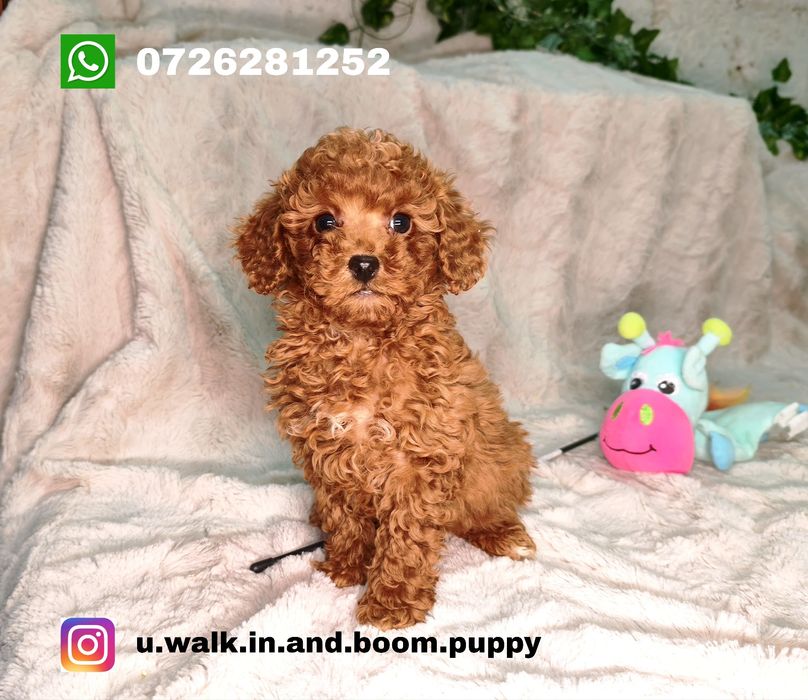 Vand baietel pudel rosu toy/pitic