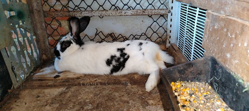 Uriasi germani si fluture german masculi si femele detali in mesaj sa