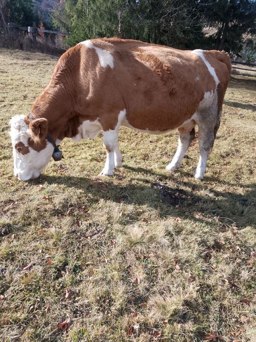 Vaci BR linie de carne