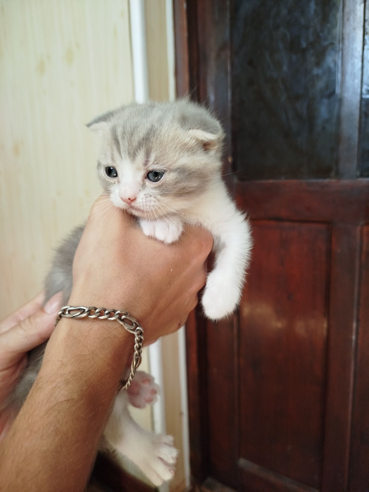 Продаются котята
