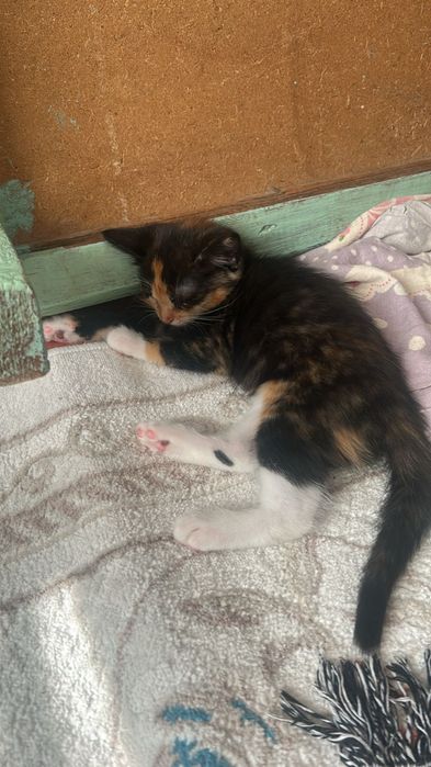 Марғау тегін беріледі