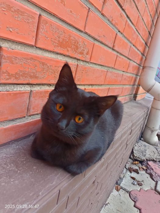 Котенок с янтарными глазами