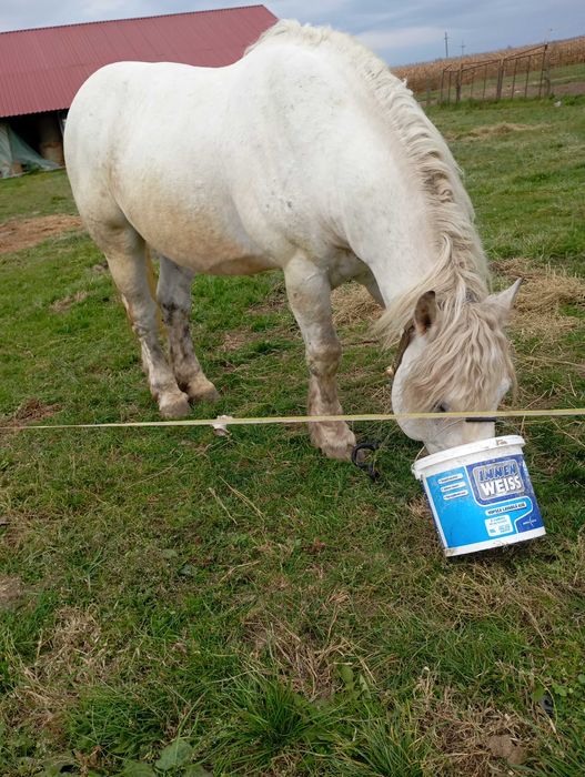 Vând Armăsar Românesc