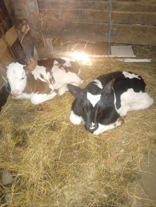 Vând 2 vitei  de 4 săptămâni