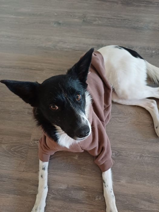 Красавица ищет дом!