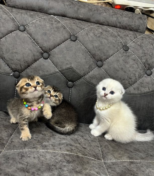 Продается белый котенок