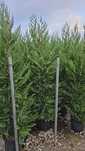 Photinia red robin- cedru - eunomius- leylandi