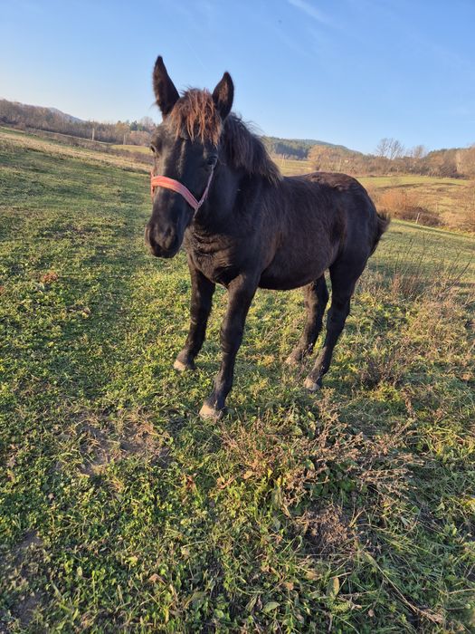 Vând manz de 8 luni