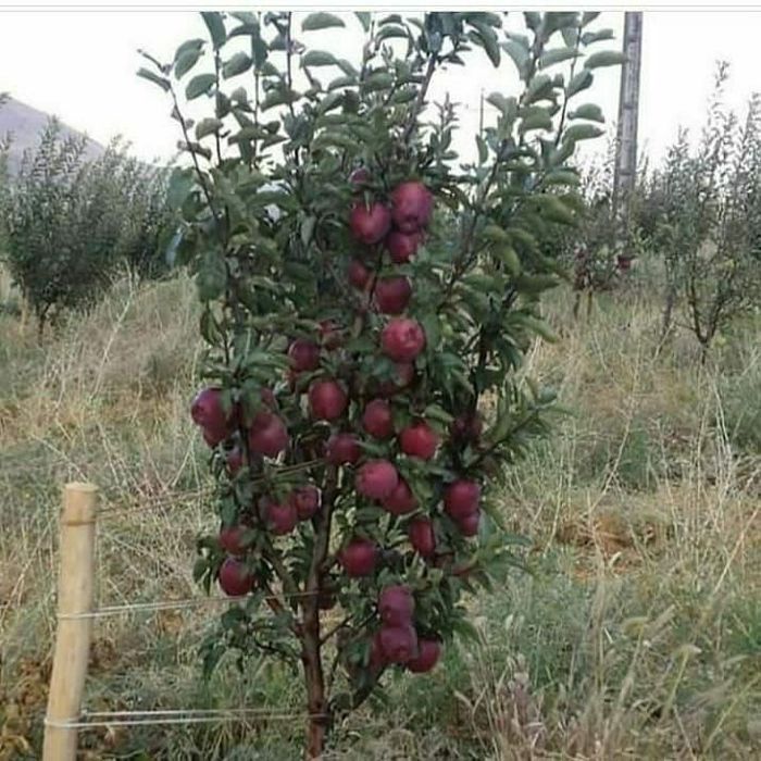 Mevali kuchatlar 100% garantiyali  fermer xujaligida