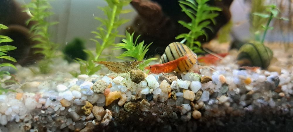 Creveti neocaridina , melci , pesti