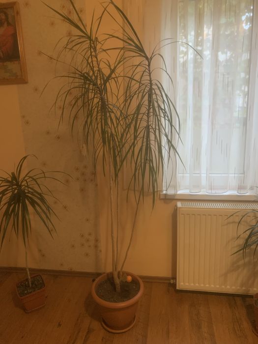 Floare Dracaena ,ghiveci
