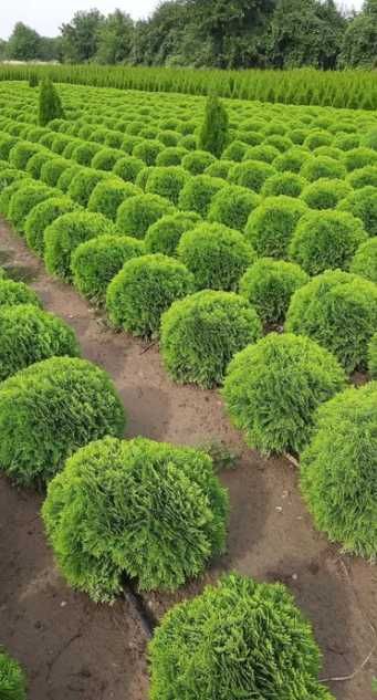Plante Ornamentale
