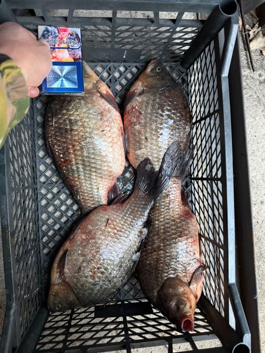 Карась свежий крупный вес от 700 грамм