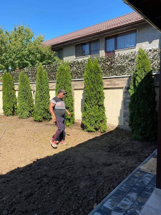 Tuia Copaci ornamentali