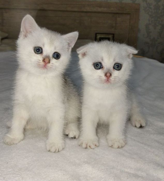 Продаются котята