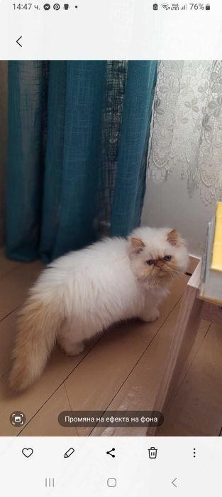 Персийско коте момче