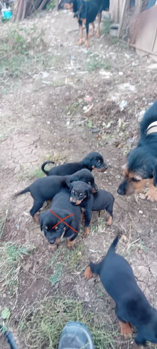 Ловджийски кученца на Месец и половина(Майка Гонче-Баща Барак)4 наличн