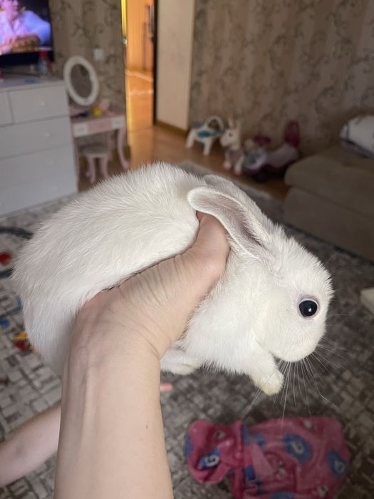 Продам кролика 3месяца