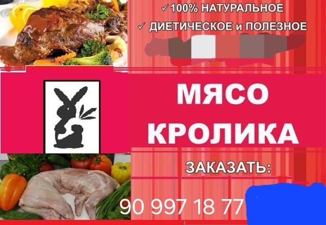 Кролики домашние.