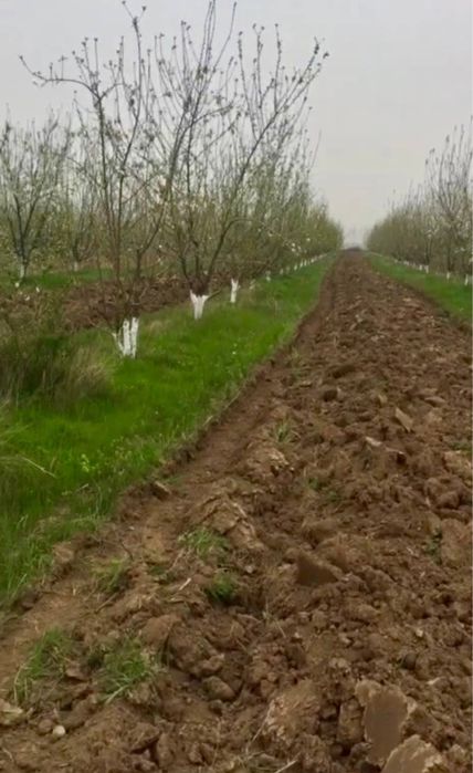 Продажа  Земля под агробизнес в Кибрай