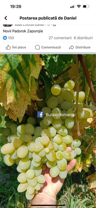 Vita de Vie - Altoită si Hibrid