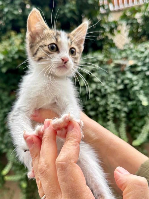 Подарявам коте на три месеца