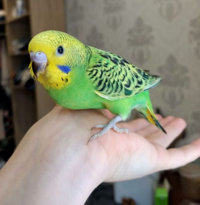 Волнистые попугаи птенцы