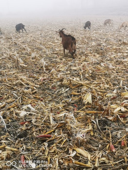Vând 100 de capre alpina și metis