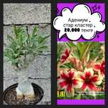 Продажа крупных адениумов