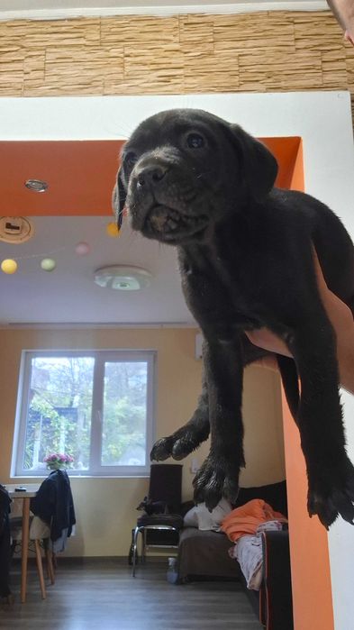 Давам кучета-Кане Корсо 400 Лв.За повече информация на лично